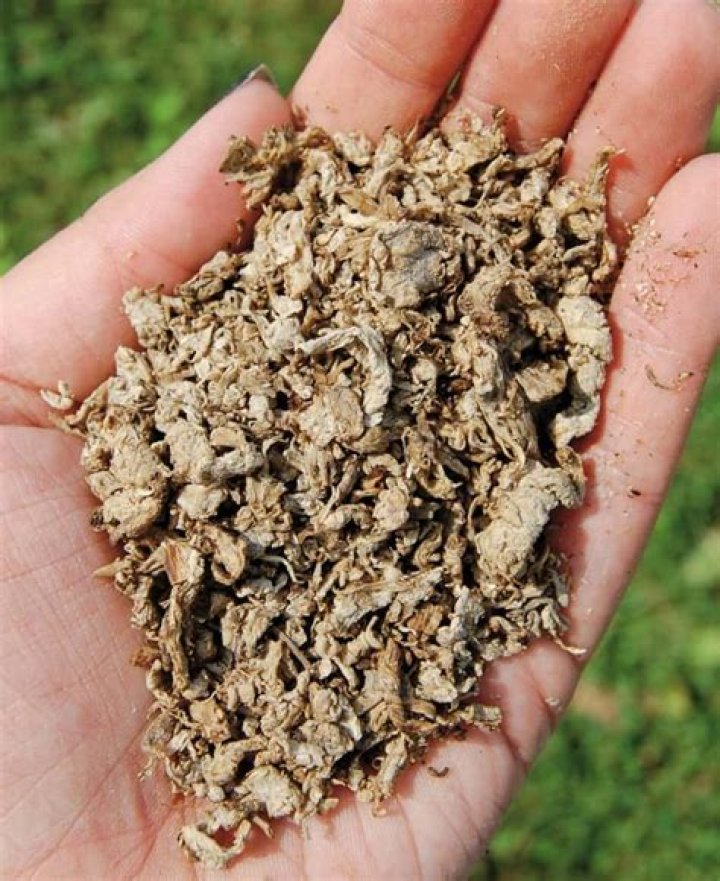 How long does dry beet pulp last?