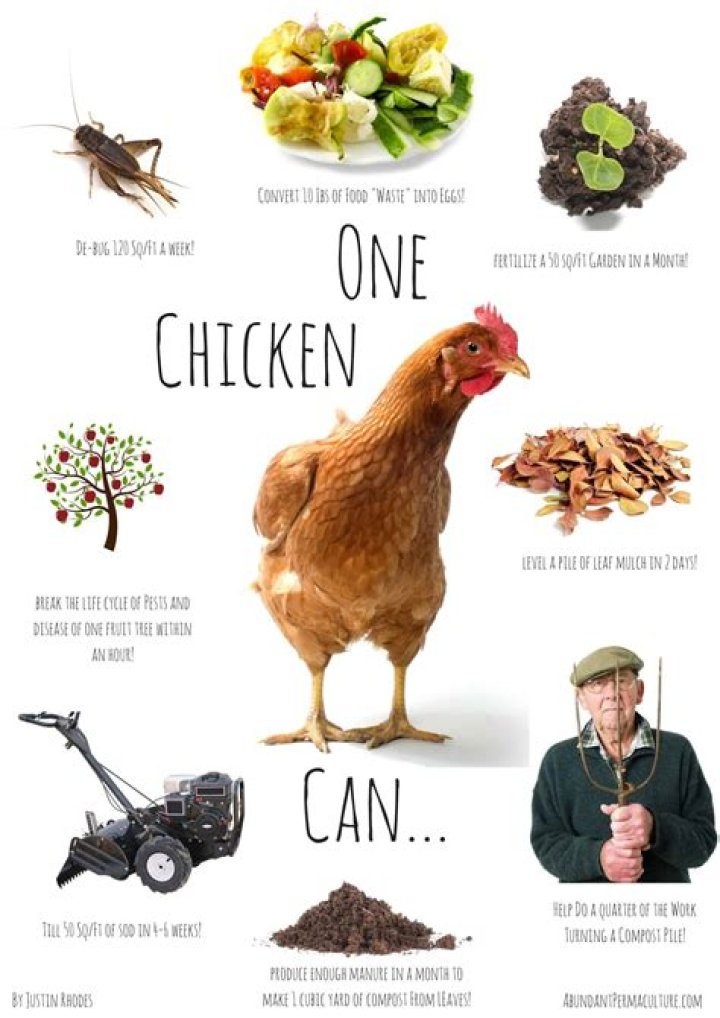 What can chickens do?