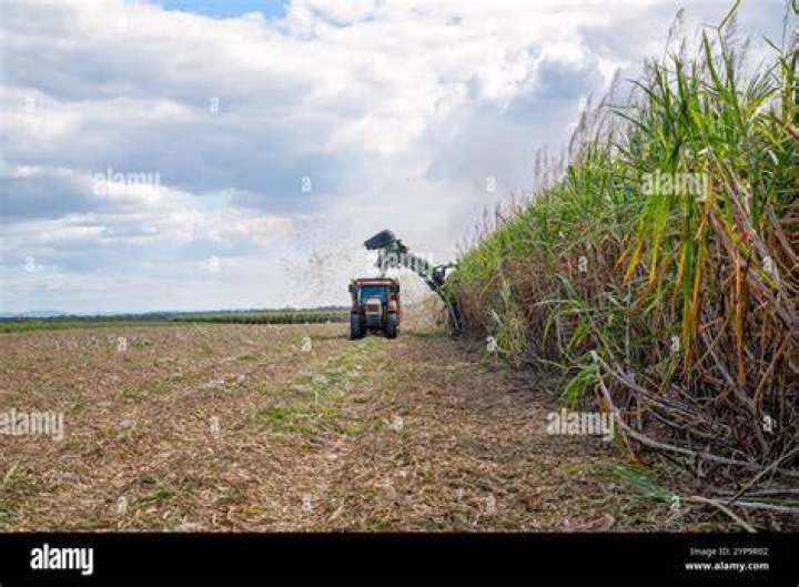 What makes sugar difficult harvest?