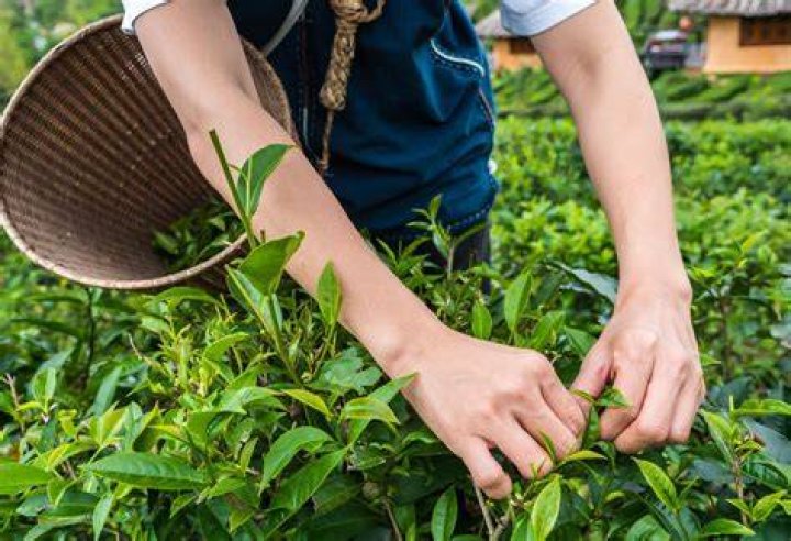 Where is the best place to grow tea?